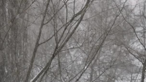 Χειμερινή Σκηνή Φυλλώδη Κλαδιά Των Δέντρων Και Χιονοθύελλα Ξηρά Δάση — Αρχείο Βίντεο