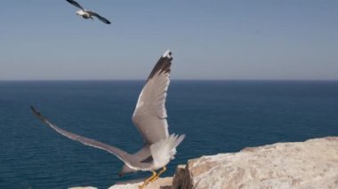 Mavi gökyüzüne ve denize karşı iki büyük beyaz-gri martı