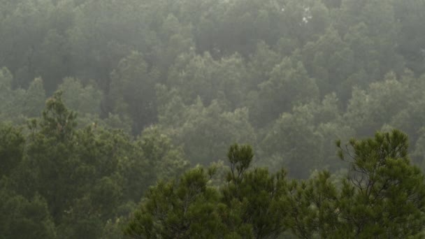 西班牙松树林的绿色景观 轻风轻轻摇曳树枝 — 图库视频影像
