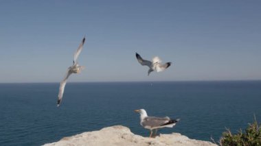 Büyük gri-beyaz bir martı, mavi gökyüzünün arka planında, bir taşın üzerinde oturur. Deniz ve gökyüzünde süzülen büyük kuşlar.