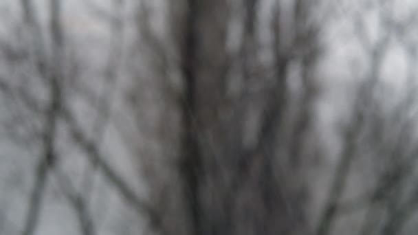 창유리 구름낀 바람의 나무줄기의 배경에 — 비디오