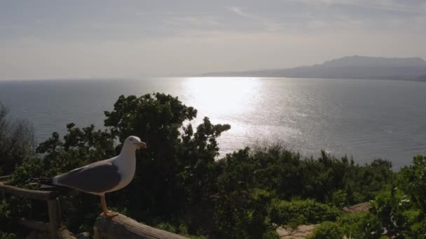 Gaivota Empoleirada Cerca Madeira Chorando Vista Panorâmica Natureza Com Sol — Vídeo de Stock