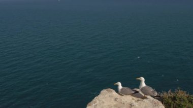 İki martı kayaya tüneyip uçuyor. Deniz kuşlarıyla sakin okyanus manzarası