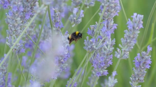 Close Slow Motion Shot Bumblebee Flying Blooming Lavender Plants Pick — Vídeos de Stock