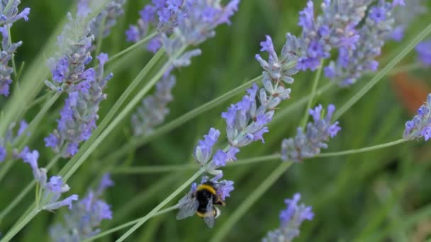 Close Slow Motion Shot Bumblebee Gathering Pollen Flying Flower Flower — Stockvideo