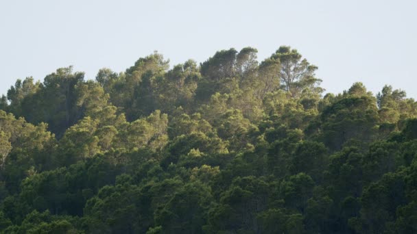 Thick Oak Forest Hill Mountain Slope Green Treetops Sunlight Sky — Stockvideo