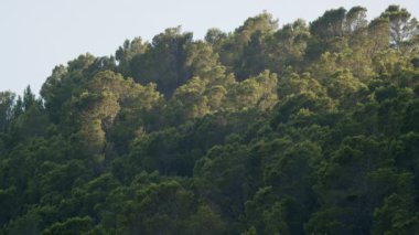 High green trees with sunlight and shade. Light wind swaying treetops. Thick wood on the hill or mountain