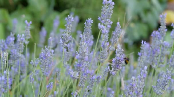 Bumblebee Bees Flying One Lavender Plant Another Picking Pollen Flowers — Stockvideo