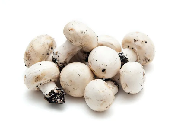 Mushrooms — Stock Photo, Image