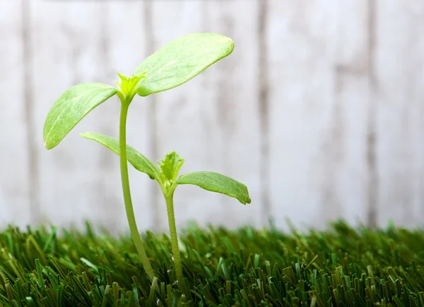 Sprout — Stock Photo, Image