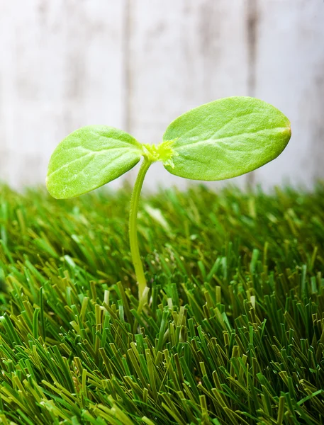 Sprout — Stock Photo, Image