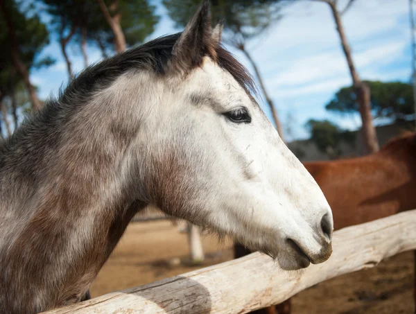 Cabeça de um belo cavalo — Fotografia de Stock