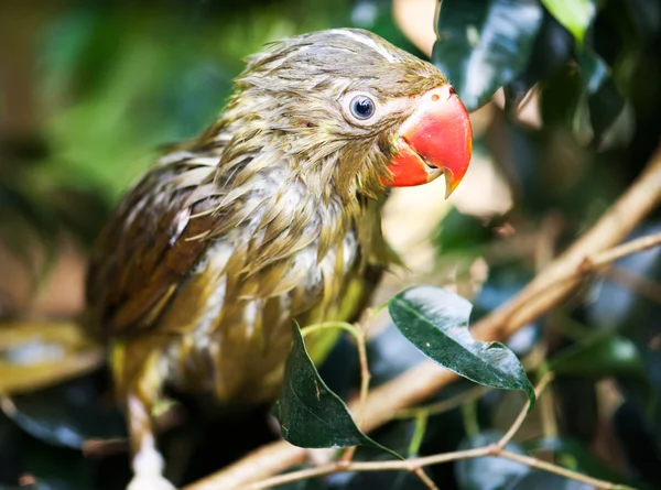 Parrot — Stock Photo, Image