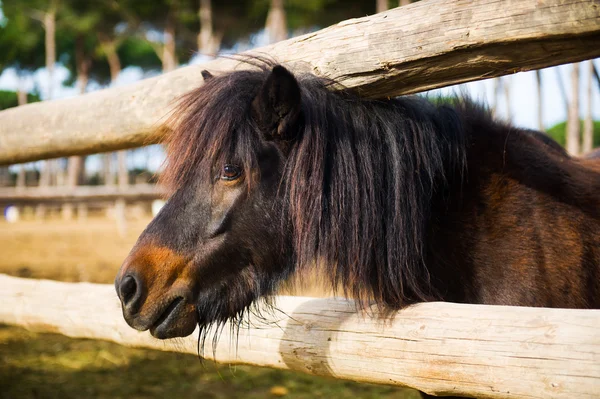 Caballo pequeño —  Fotos de Stock