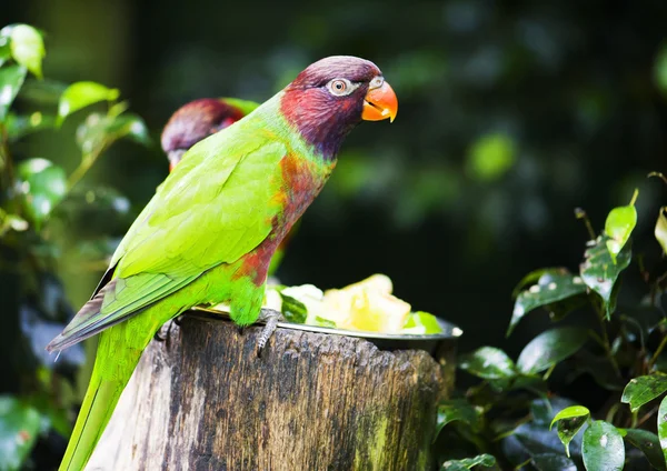 Loro — Foto de Stock