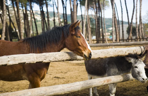 아름 다운 말과 당나귀 — 스톡 사진