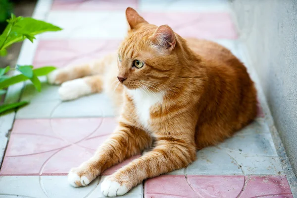 Grande gato bonito — Fotografia de Stock