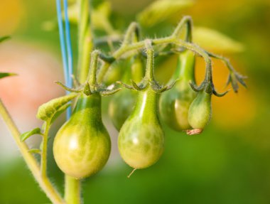 yeşillikleri, cherry domates