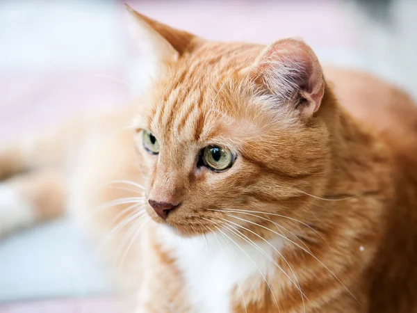 Kaunis iso kissa — kuvapankkivalokuva