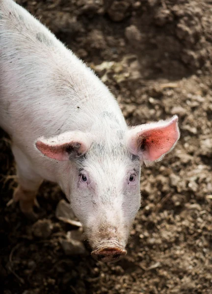 One little pig — Stock Photo, Image