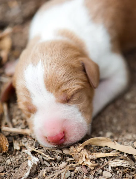 갓 태어난 강아지 — 스톡 사진