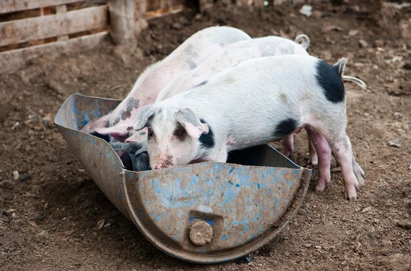 Quatre petits cochons mangent dans la grange — Photo