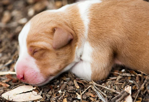자연에 신생아 잠자는 개 — 스톡 사진