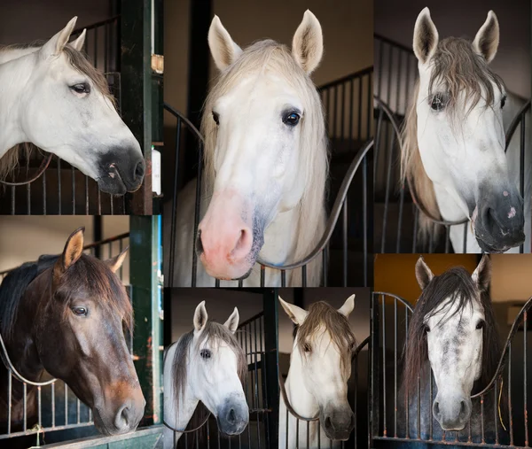 Cavalos — Fotografia de Stock