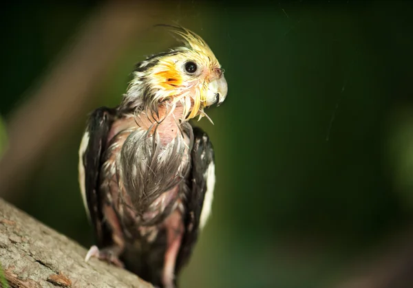 Wet parrot — Stock Photo, Image