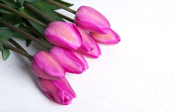 Belles tulipes colorées — Photo