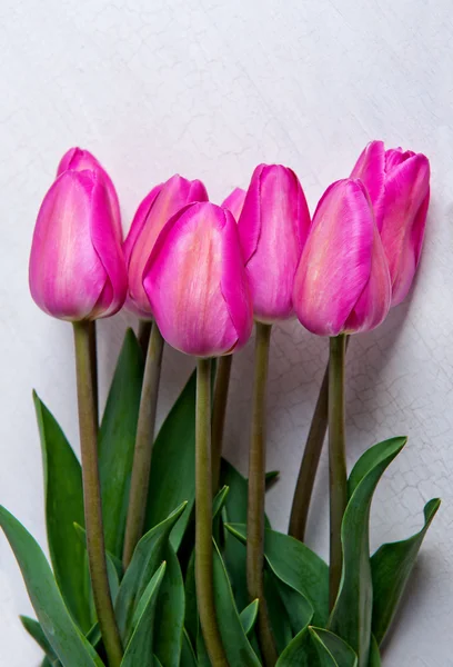 Krásné barevné tulipány — Stock fotografie