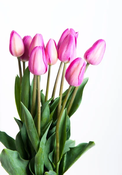 Bonitas tulipas coloridas — Fotografia de Stock