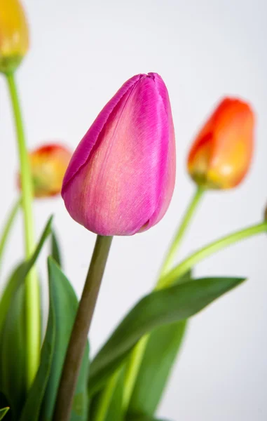 Tulipas — Fotografia de Stock