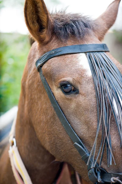 Mooi paard — Stockfoto