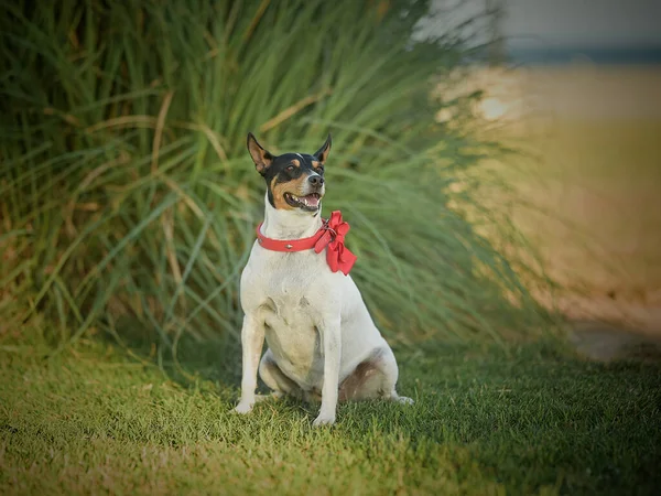 赤い弓を持つかわいい犬 — ストック写真