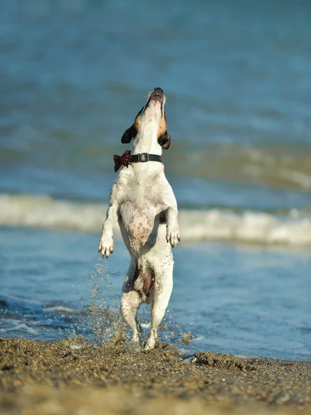 Happy dog jumping up in the water.