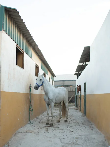 Belo Cavalo Branco Estábulo — Fotografia de Stock
