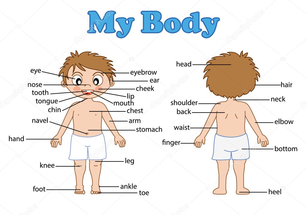Vocabulary part of body