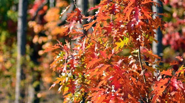 Paisagem Bela Floresta Outono Folhagem Laranja Árvores Floresta — Fotografia de Stock