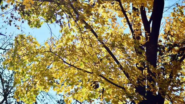 Outono Com Folhas Coloridas Brilhantes — Fotografia de Stock