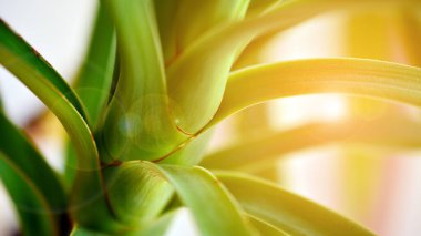 Dalı güneş ışığıyla kapat