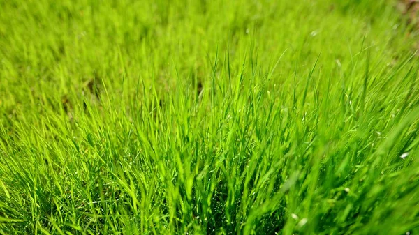 Abstract Spring Background Fresh Grass — Stock Photo, Image