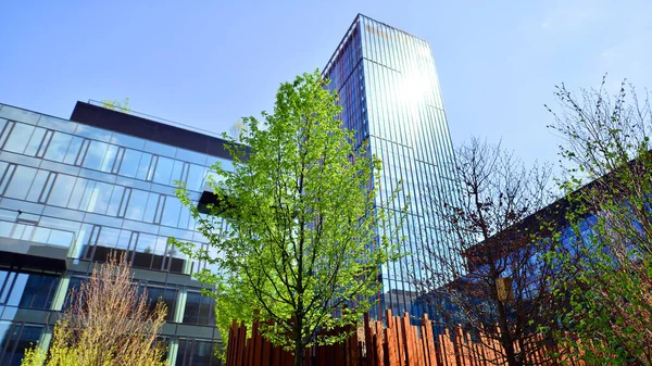 Varşova, Polonya. 5 Mayıs 2022. Orman, yaşamak ve ürün ve fikirleri çoğaltmak için modern ofis alanıdır. Dengeyi korumak için, şirket dünyasının dostane bir ofise ihtiyacı var. .