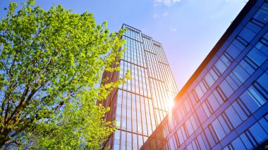 Çevre mimarisi. Yeşil ağaç ve cam ofis binası. Doğanın ve modernliğin ahengi. Modern ticari binanın yansıması güneş ışığıyla cam üzerine.. 
