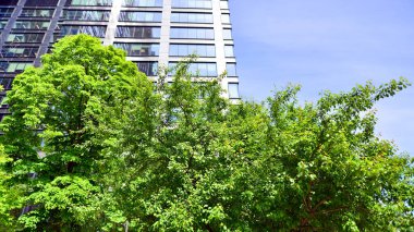 Taze yeşil ağaçlar ve ofis binası, iş konsepti. Modern şehir konseptinde yankı oluşturma.  