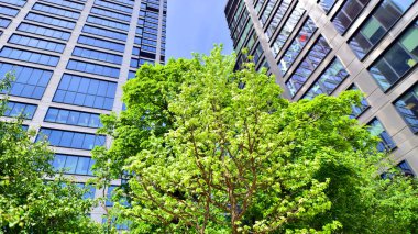 Taze yeşil ağaçlar ve ofis binası, iş konsepti. Modern şehir konseptinde yankı oluşturma.  