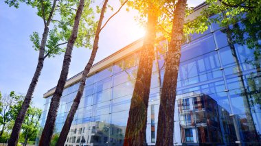 Çevre mimarisi. Yeşil ağaç ve cam ofis binası. Doğanın ve modernliğin ahengi. Modern ticari binanın yansıması güneş ışığıyla cam üzerine.. 
