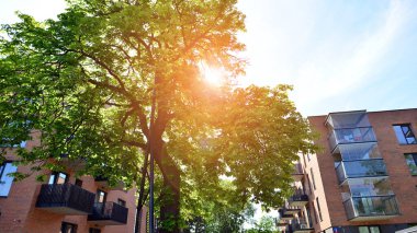 Çevre mimarisi. Yeşil ağaç ve apartman. Doğanın ve modernliğin ahengi.