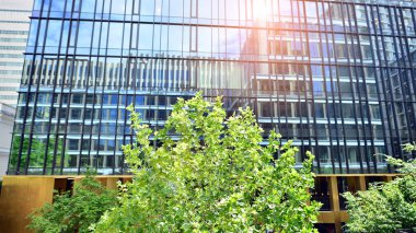 Çevre mimarisi. Yeşil ağaç ve cam ofis binası. Doğanın ve modernliğin ahengi. Modern ticari binanın yansıması güneş ışığıyla cam üzerine.. 