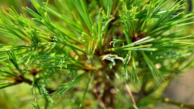 Köknar ağacını kapatın. Noel ağacı dallarının arkaplanı.